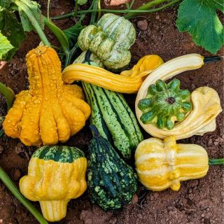 Beetlejuice Mix Gourds Thumbnail